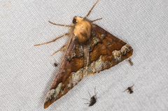 Caripeta pulcherrima