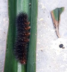 Erebidae