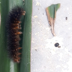 Erebidae