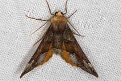 Caripeta pulcherrima