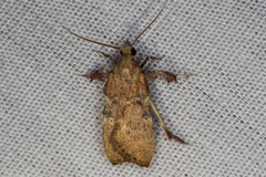 Galasa nigripunctalis