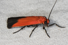 Ptychoglene coccinea