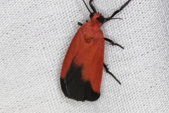 Ptychoglene coccinea
