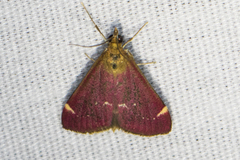 Pyrausta grotei