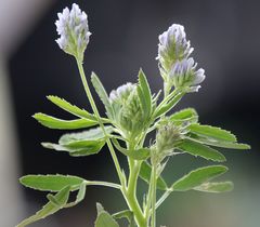 Trigonella procumbens