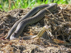 Malpolon monspessulanus
