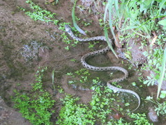 Natrix astreptophora