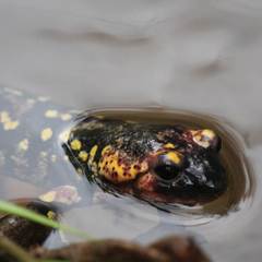 Salamandra salamandra