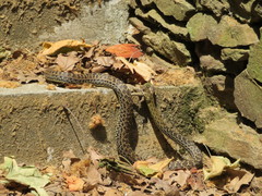 Malpolon monspessulanus