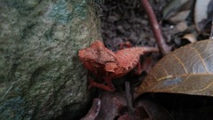 Brookesia stumpffi
