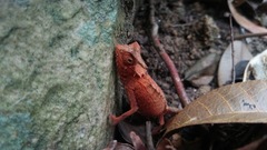 Brookesia stumpffi