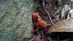 Brookesia stumpffi
