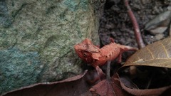 Brookesia stumpffi