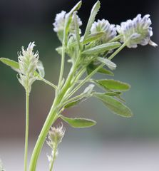 Trigonella procumbens