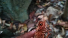 Brookesia stumpffi