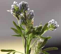 Trigonella procumbens
