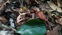 Brookesia stumpffi