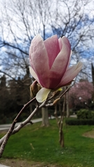 Magnolia
