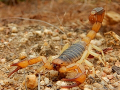 Hadrurus concolorous