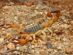 Hadrurus concolorous