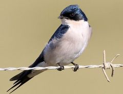 Hirundo dimidiata