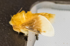 Megalopyge bissesa