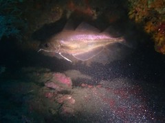 Trisopterus capelanus