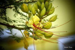 Erythrostemon gilliesii