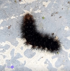 Erebidae