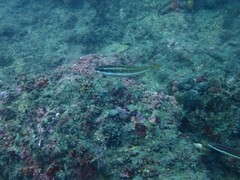 Symphodus doderleini