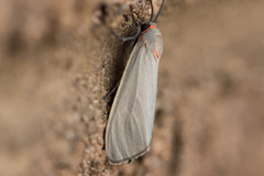 Pygarctia murina