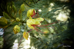 Erythrostemon gilliesii