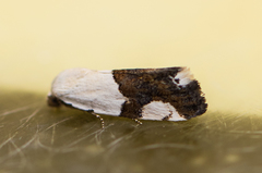Ponometia cuta