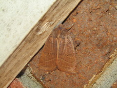 Xylenini