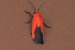 Ptychoglene coccinea