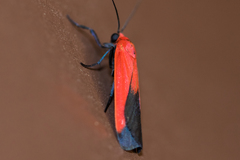 Ptychoglene coccinea