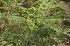 Eriophyes quadrifidus