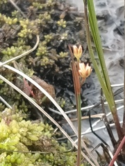 Juncus stygius