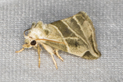 Plagiomimicus tepperi