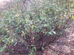 Ceanothus integerrimus macrothyrsus