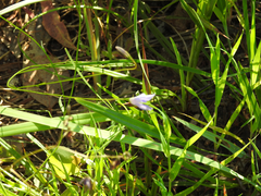 Wahlenbergia multicaulis
