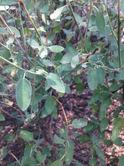Ceanothus integerrimus macrothyrsus