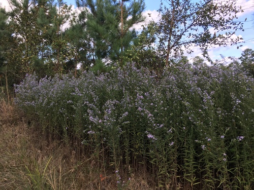 Symphyotrichum praealtum iNat (1)