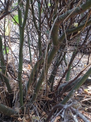 Ceanothus integerrimus macrothyrsus