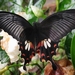 Papilio polytes stichius - Photo (c) DILEEP RAJAN, algunos derechos reservados (CC BY-NC), subido por DILEEP RAJAN