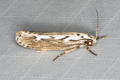 Ethmia semitenebrella