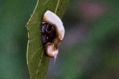 Chrysoecia scira