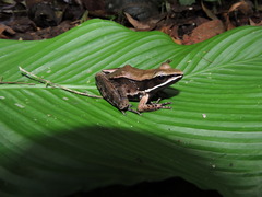 Lithobates sierramadrensis