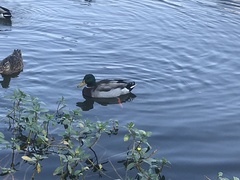 Anas platyrhynchos