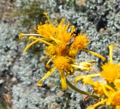 Senecio integerrimus